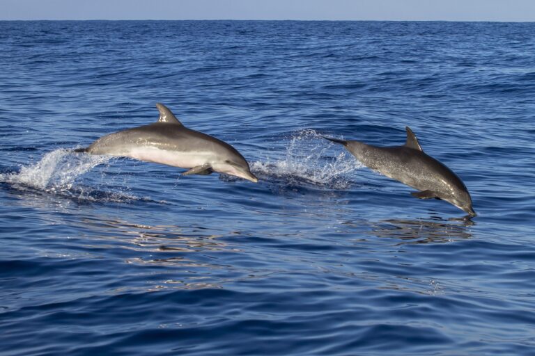 Escape To Exclusive Snorkling To Mnemba