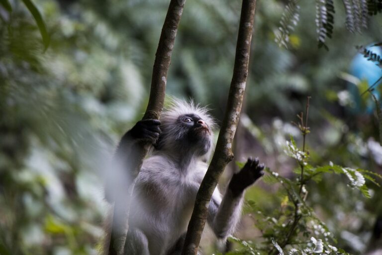 Full-Day Private Experience ( Jozani Forest , Spice , Stone Town)