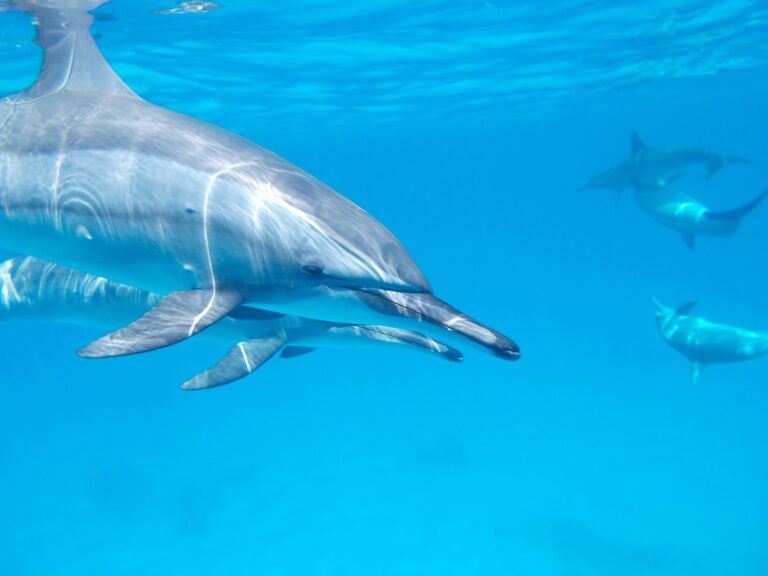 Mnemba Island Snorkeling & Baraka Natural Aquarium