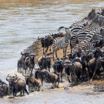 -Days-Fly-In-Safari-To-Tarangire-Lake-Manyara-Serengeti-and-Ngorongoro-Crater-From-Zanzibar