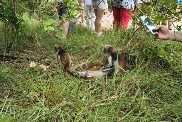 Tourists observing Zanzibar suni antelopes in Jozani Forest.