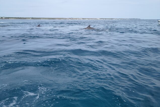 Dolphin swimming in the open sea near Mnemba Island.