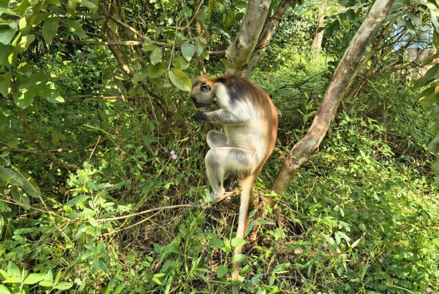 A monkey in Jozani Forest climbing a tree amidst lush greenery.