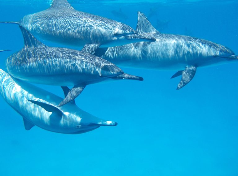 Exclusive Mnemba Island Snorkeling Escape