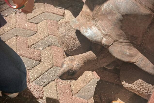 Close-up of a giant tortoise on Prison Island Zanzibar with visitors nearby.