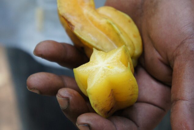Zanzibar Spice farm Startfruit