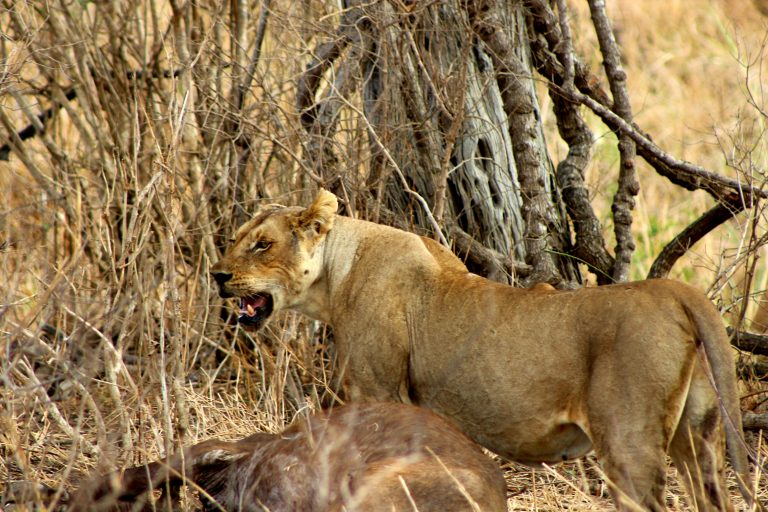 A day trip from Zanzibar to Mikumi National Park