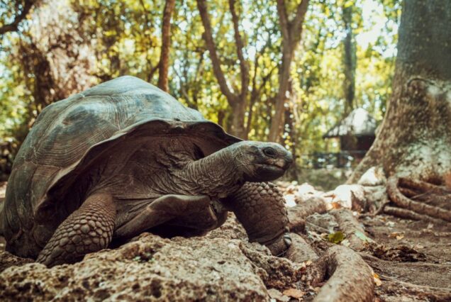 Giant Seychelles turtle in the Park on the island of Prison, Zanzibar, Tanzania