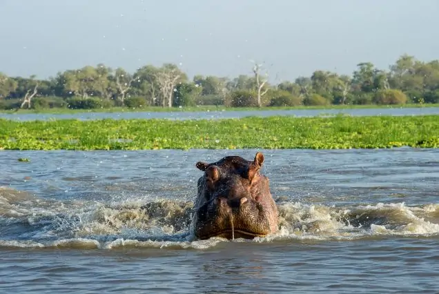 Selous day trip Safari from Zanzibar