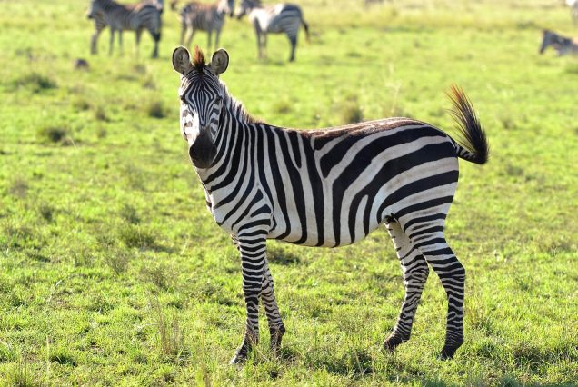 tarangire