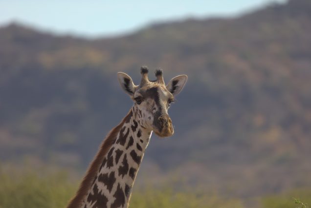 Visit Tarangire, Lake Manyara & Ngorongoro
