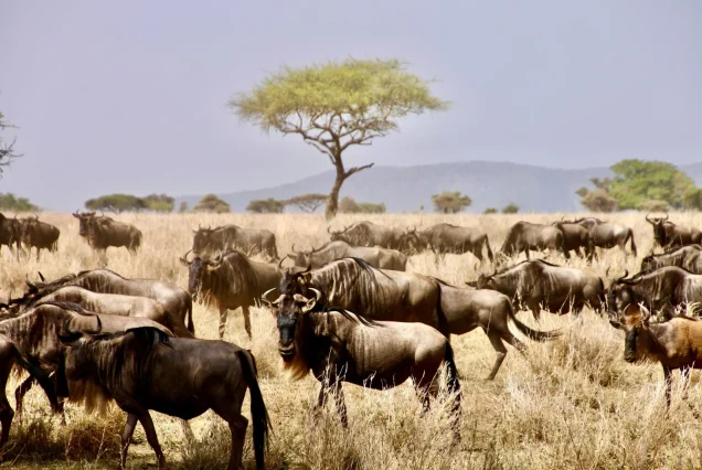 Serengeti-Migration-Safari