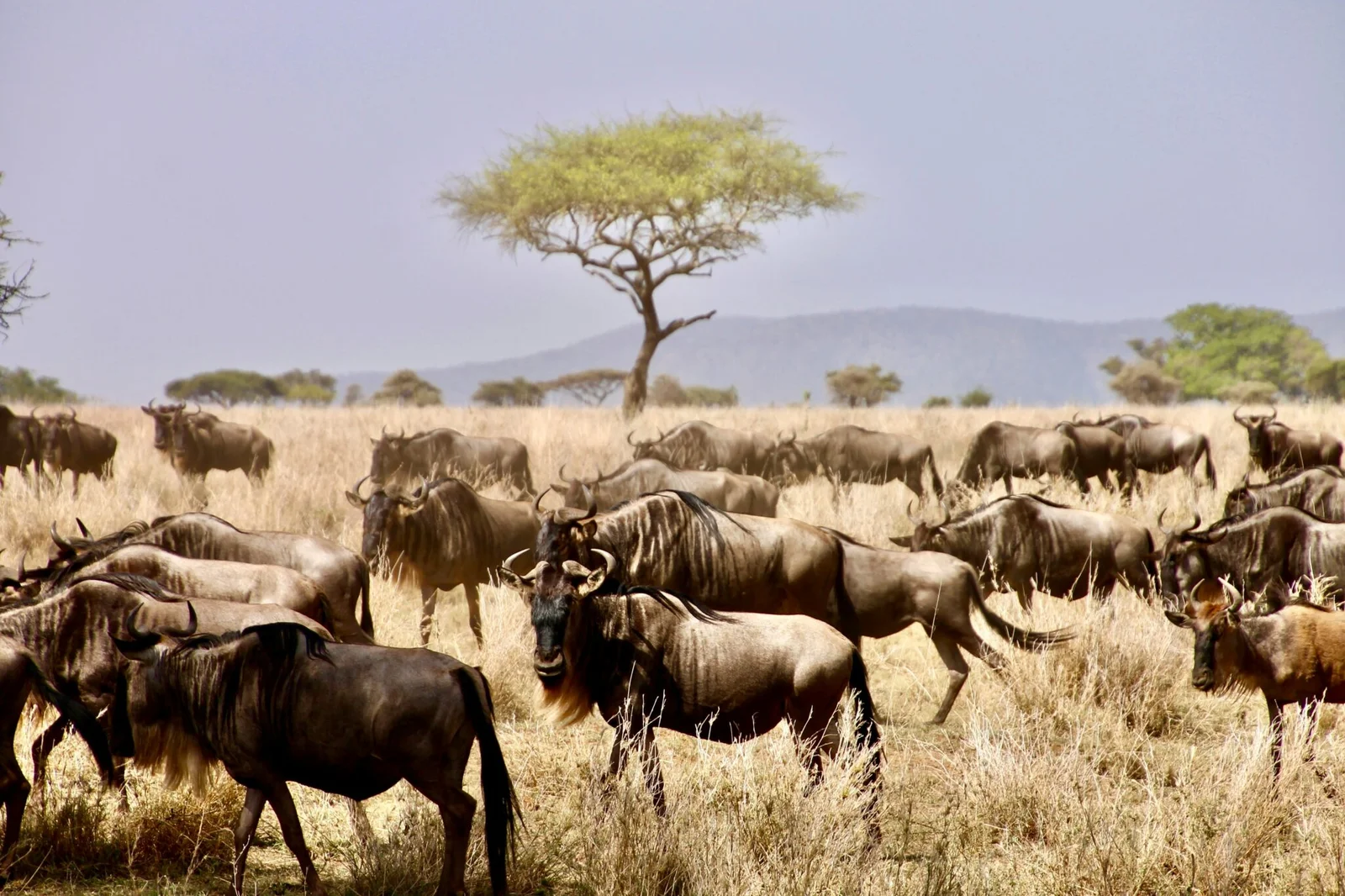 Serengeti-Migration-Safari