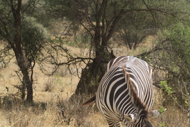 tarangire