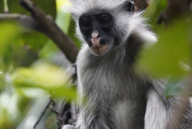 Jozani forest Zanzibar