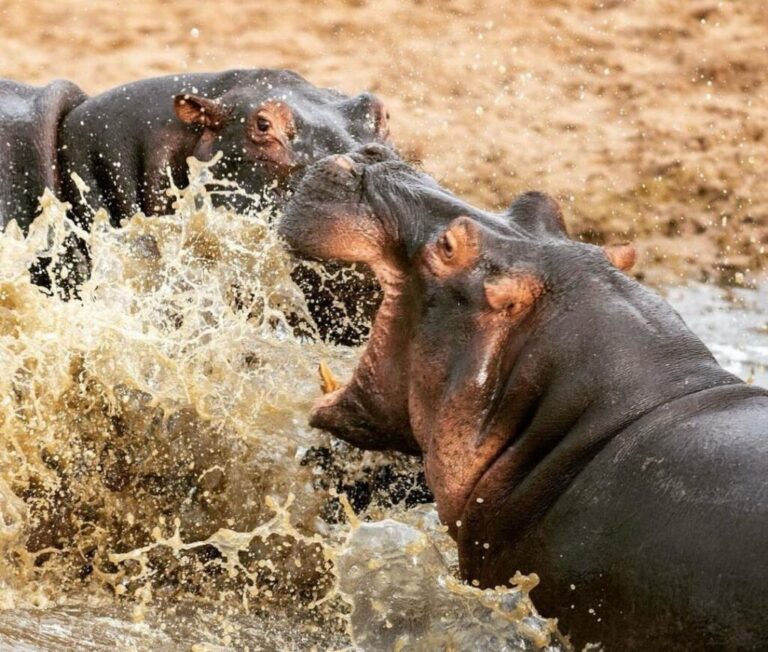 2 Nights / 3 Days Mikumi National Park Safari from Zanzibar