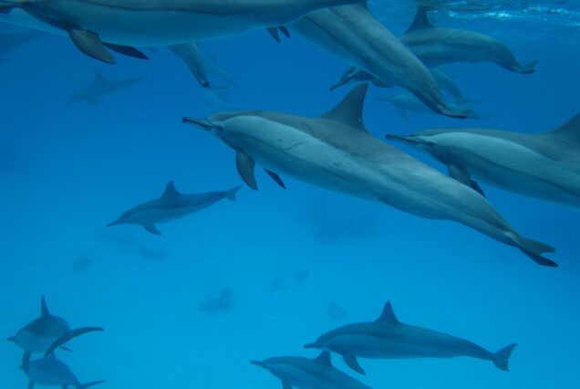 Dolphin Mnemba Island